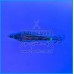 Palhaço DTD Soft Real Fish 2.5 Triglia