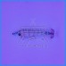 Toneira DTD Silicone Real Fish 55g Sargo