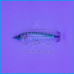 TONEIRA DTD SILICONE REAL FISH 55g SUGARELLO GREEN