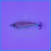 Toneira DTD Silicone Real Fish 55g Triglia
