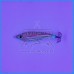 TONEIRA DTD SILICONE REAL FISH 55g TRIGLIA