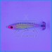 Toneira DTD Silicone Papalina 60g Azul